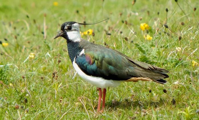 Lapwing - Image Credit: John Bowler